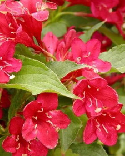 Вейгела `Ньюпорт Ред`, Weigela `Newport Red` | СадПарад